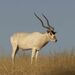 Addax - Photo (c) Royle Safaris, some rights reserved (CC BY-NC), uploaded by Royle Safaris