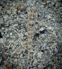 Favonigobius lateralis