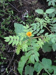 Kallstroemia tribuloides