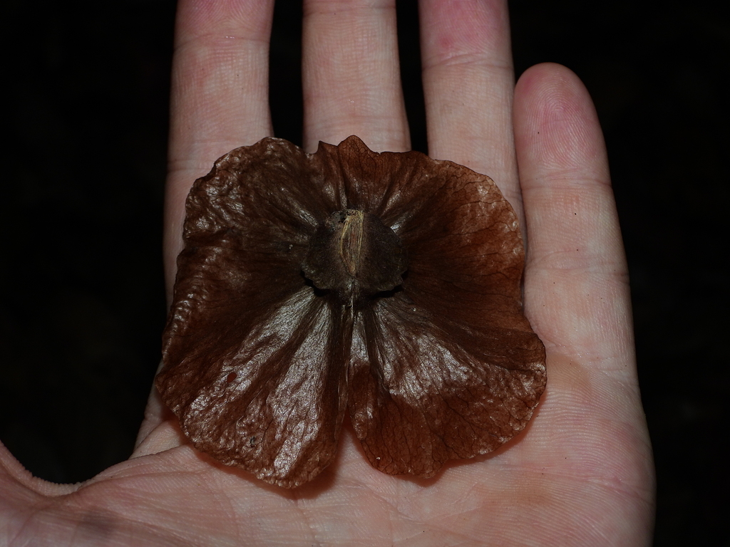 Mezia angelica