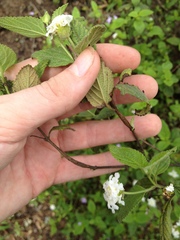 Lantana velutina