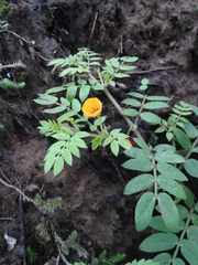 Kallstroemia tribuloides