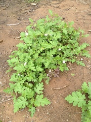 Solanum hieronymi