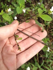 Lantana velutina