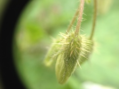 Solanum hieronymi