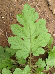 Solanum hieronymi