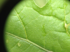 Solanum hieronymi