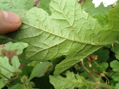 Solanum hieronymi