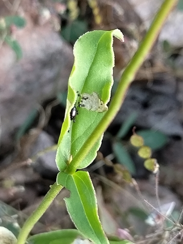 Image of Penstemon plagapineus by no rights reserved