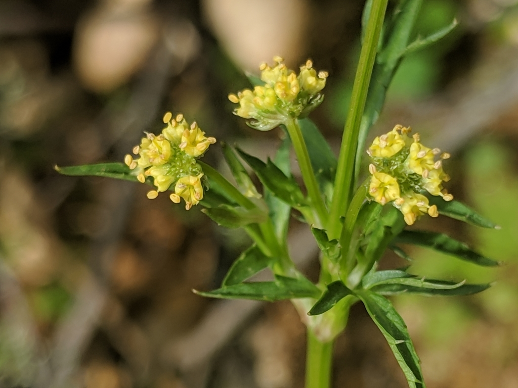 Poison sanicle