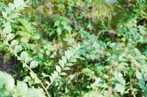 Ulmus davidiana iNat (3)