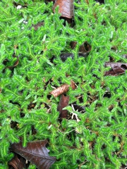 Selaginella sellowii