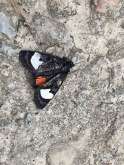 Psychomorpha epimenis