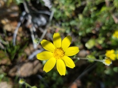 Eriophyllum ambiguum