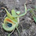 Mantis Mediterránea - Photo (c) Hailey Adler, algunos derechos reservados (CC BY-NC), uploaded by Hailey Adler