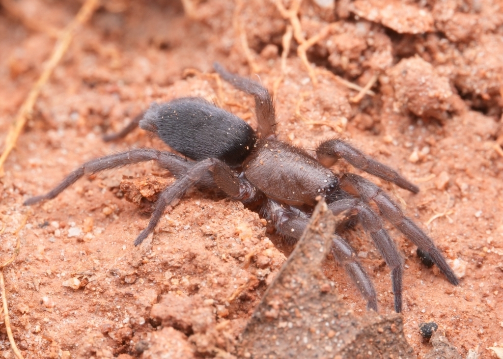 Scotophaeus simlaensis
