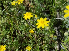 Eriophyllum ambiguum