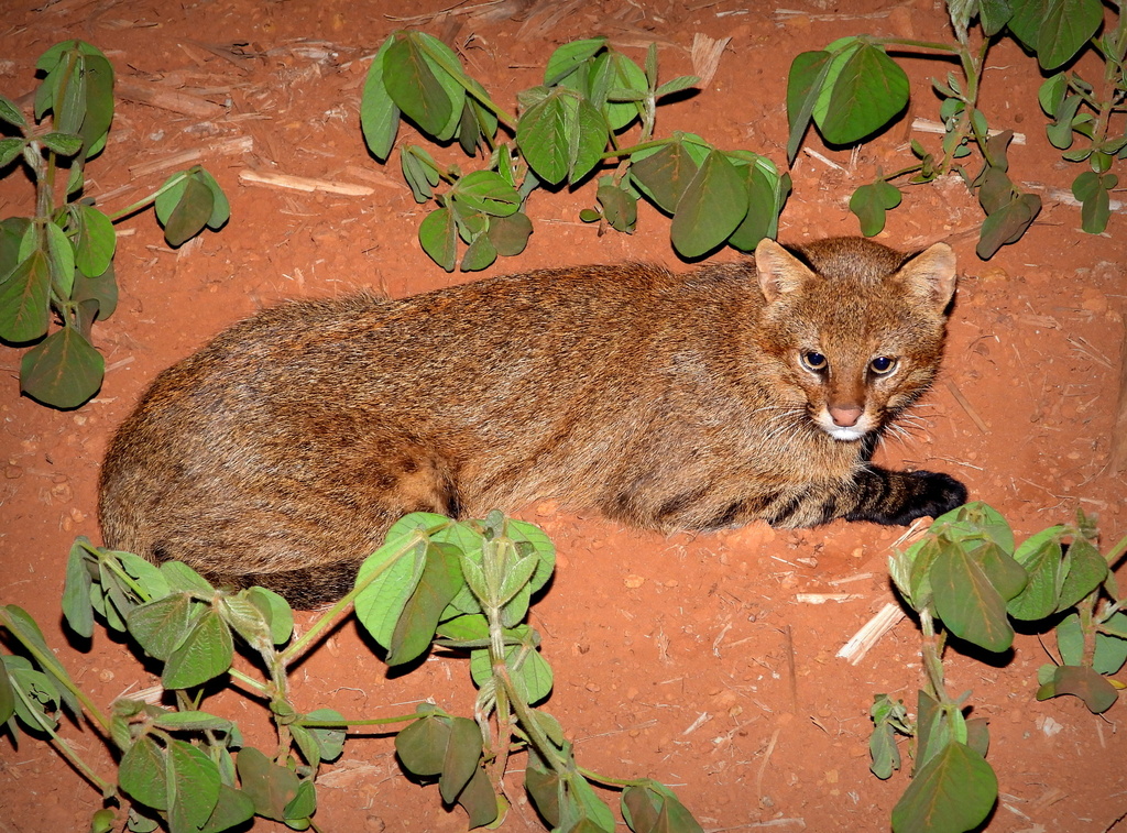 Pantanal Cat
