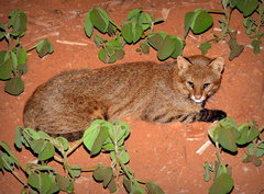 Pantanal Cat photo 1