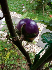 Solanum galeatum