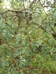 Libidibia paraguariensis