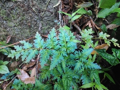 Selaginella willdenowii