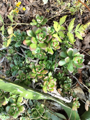Echeveria flammigera