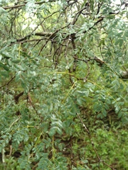 Libidibia paraguariensis