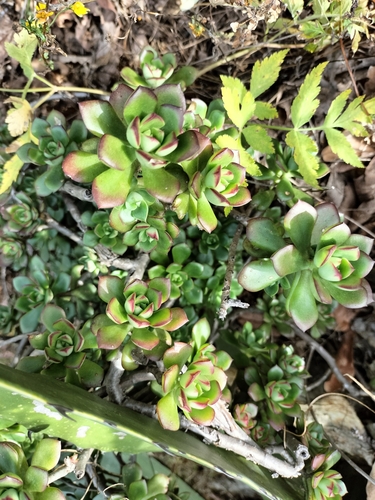 Echeveria flammigera