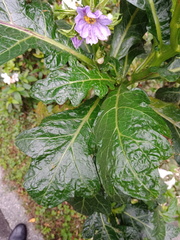 Solanum galeatum