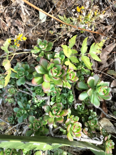 Echeveria flammigera