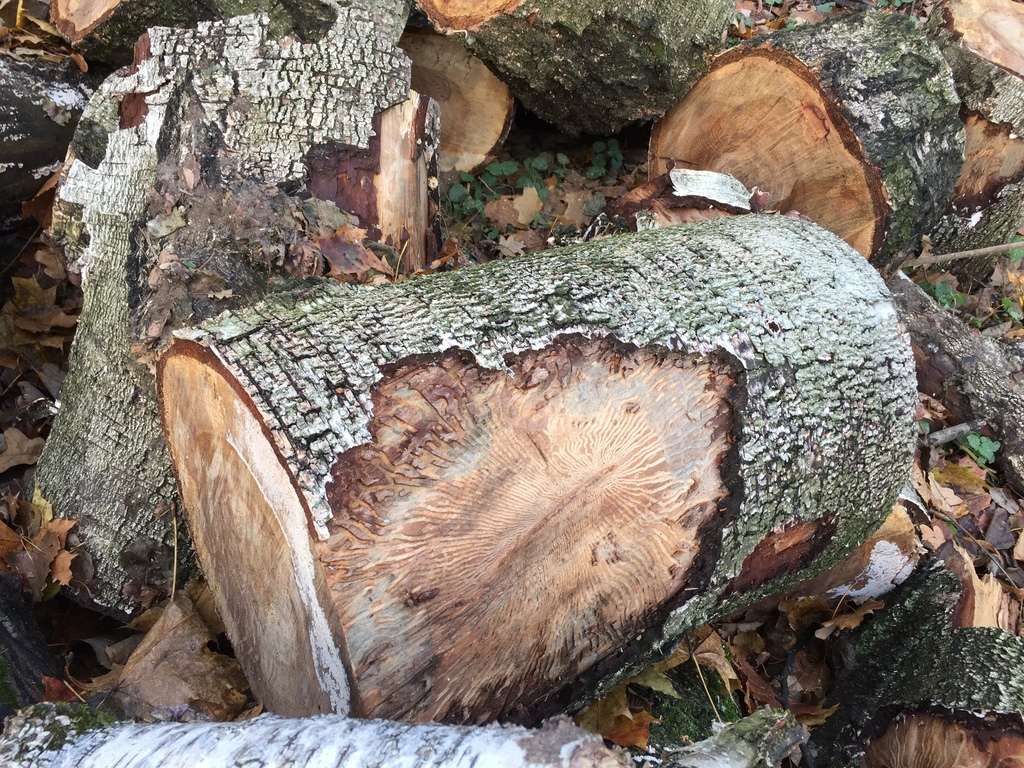 Birch Bark Beetle from Восточный административный округ, Москва, Россия ...