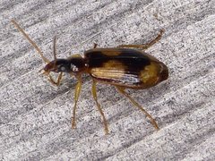 Lebia fuscata