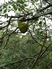 Libidibia paraguariensis