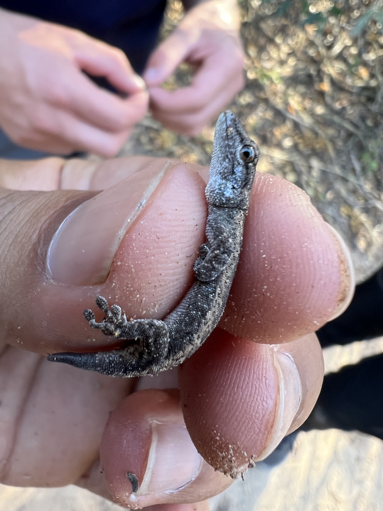 South American Dwarf Gecko photo 2