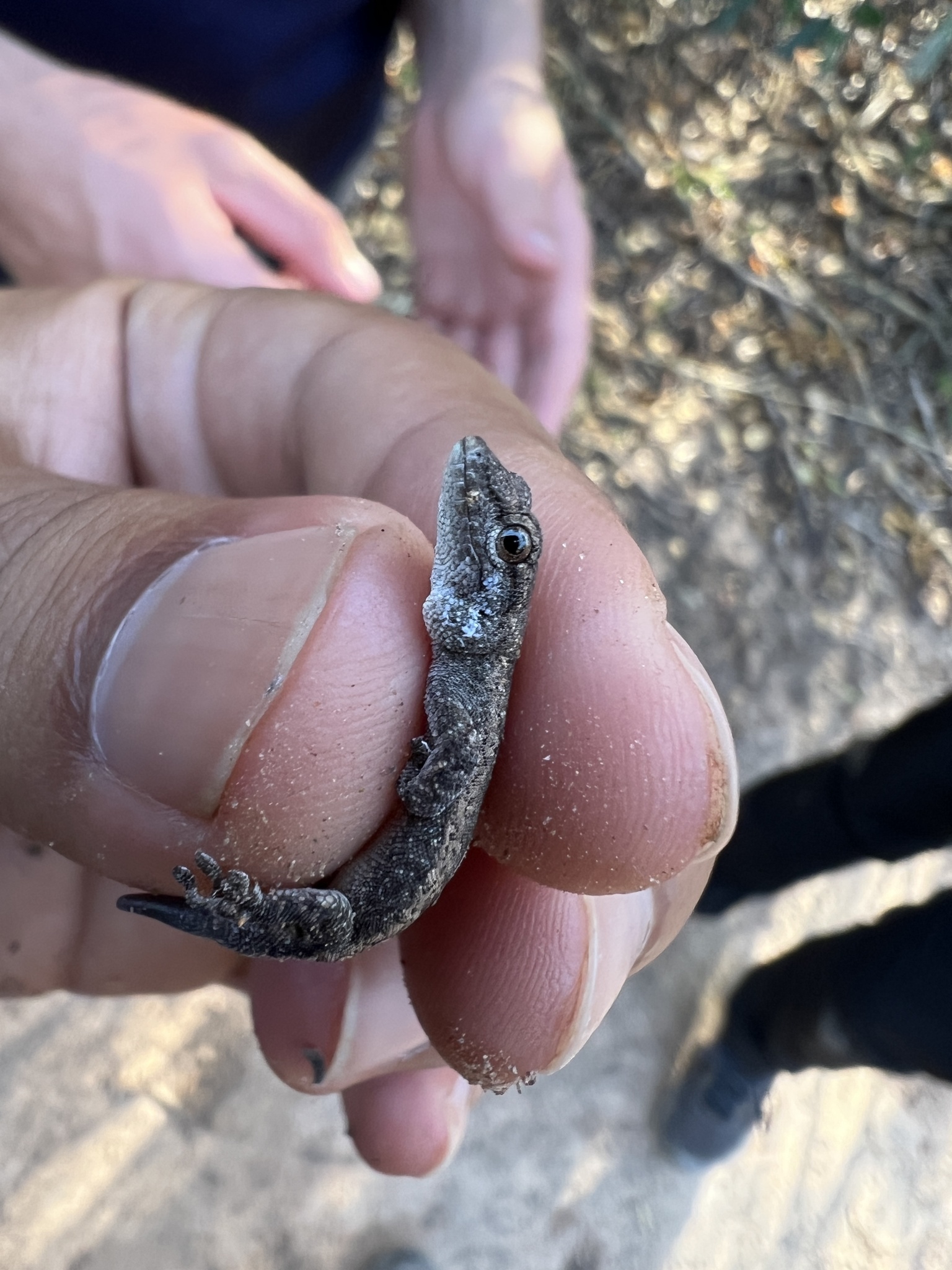 South American Dwarf Gecko photo 3