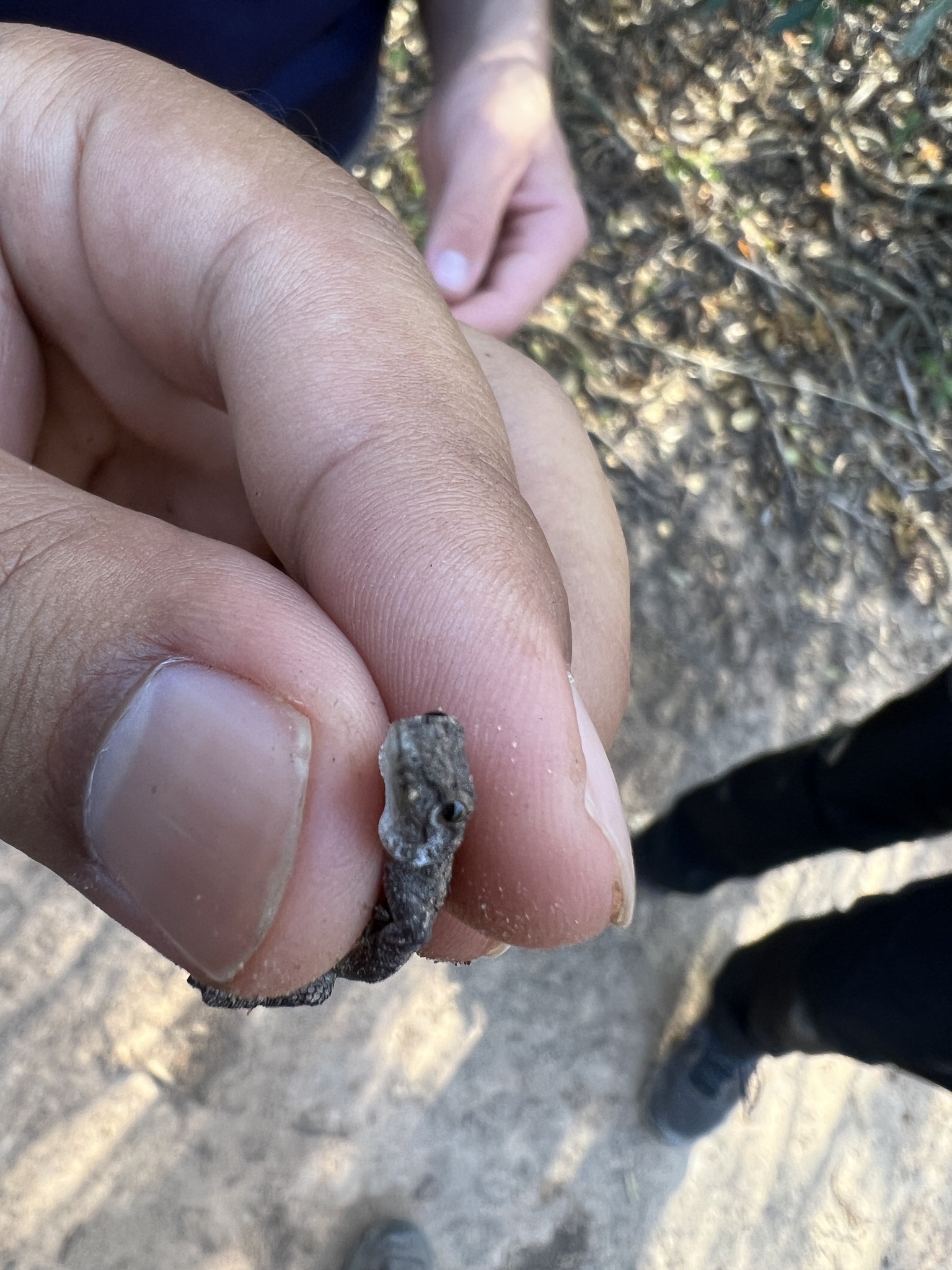 South American Dwarf Gecko photo 4