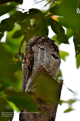 Nyctibius jamaicensis