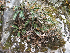 Asplenium ceterach image