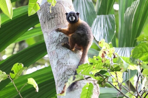 Golden-mantled Saddle-back Tamarin