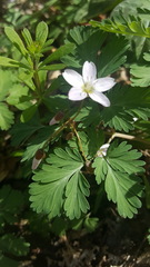 Claytonia