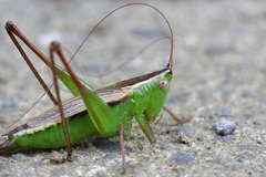 Conocephalus albescens