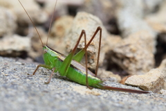 Conocephalus albescens