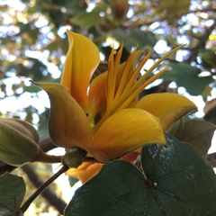 ×chiranthofremontia lenzii