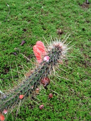 Cleistocactus baumannii