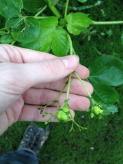 Jatropha flavovirens