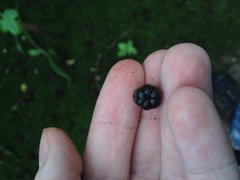 Jatropha flavovirens