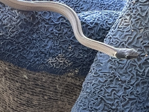 Spirit Diminutive Snake