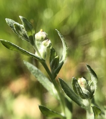 Logfia filaginoides