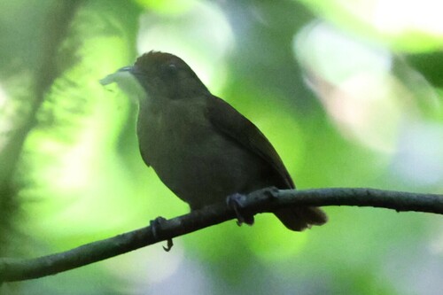 Rufous-fronted Greenlet (Tunchiornis ferrugineifrons), photo 2